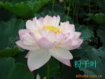 ��Ӧ���ߺ�֧�ܣ��������а壬�ᵣ