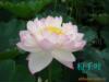 ��Ӧ���ߺ�֧�ܣ��������а壬�ᵣ