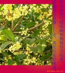 ��Ӧѹ����������Ӧ�豸�����������²�����Ӧ��(ͼ)