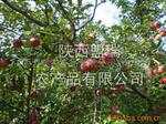 供应电子电器紫铜带