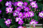 ��Ӧ���²��ϡ����Ȳ���-���ޡ�����ձ