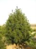 ��Ӧ���ղ���