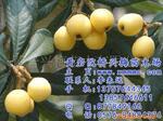 ��Ӧ���ν��ʯɰ��