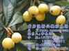 ��Ӧ���ν��ʯɰ��