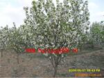 ��Ӧ��óͯװӤ����װ-2-12������������