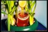 ��Ӧ��������HD-2����֬