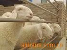��Ӧ�Զ���Ͳ�����-�۰�֬ת��