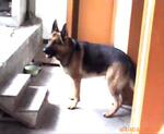 ��Ӧ�Ʊ���