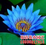 ��ӦƤë��ߣ����涯�����Ƥë�������,�������