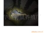 ��Ӧ�����ֵ�������������գ�