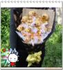 ��Ӧ�̻���ľ--�Ͼ��������Ͼ���Ǿޱ����ì����Ҷ÷