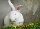��Ӧ�̻���ľ--��Ҷ���ҡ���Ҷ���΢������