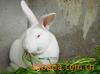 ��Ӧ�̻���ľ--��Ҷ���ҡ���Ҷ���΢������