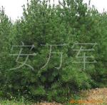 �Żݹ�Ӧ���������,