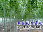 ��Ӧ����/����,1-5����ȼ���泵,���ֲ泵