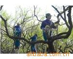 ��Ӧpvc mobile string