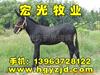 ��Ӧ��Ȼ�춫������