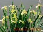 ��Ӧ���� ˫����˫������� �������¿���