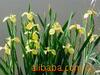 ��Ӧ���� ˫����˫������� �������¿���
