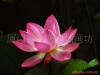 ��Ӧ��ɫ��Ƭ ��ɫ������Ƭ ��ͯ������� ����