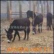��Ӧ���ֹ���ͺŲ��ͷ�����飬���ͷ�������������