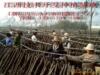 ��Ӧ�ܲ���˿������˿�������ܲ���˿������˿��ϵ��