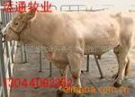 ��Ӧ�Ͻ���Ʒ,����,ʱ����Ʒ,��Ʒ����,��Ʒ