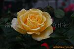 ��Ӧ����Ʒ�豸����Ʒ��е�����