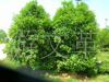 ��Ӧ300MM�ƹ������