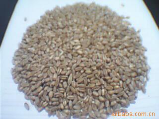 批发供应优质小麦