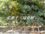 ��Ӧ�޻��ӣ�ľ���ӡ��̻���ľ�����չ�ʵ��