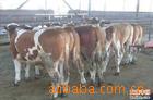 供应2012年养殖肉牛西门塔尔牛，母牛犊，公牛犊的饲养管里技术