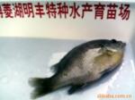 供应太阳鱼苗