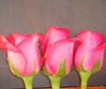 ��Ӧ�л��¼�/����õ��/����/�¼�����/�¼�����
