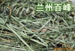 供应燕麦草(图) 草