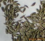 供应孜然(安息茴香2011年新货,各种规格齐全。)