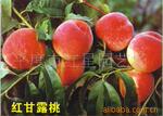 批发供应各种优质桃树苗 红甘露桃苗