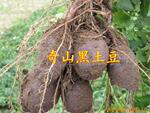 供应烟台黑土豆种子--奇山黑土豆种子
