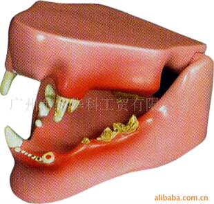 医药教学器材-Gd05000614 猫健康牙列模型_-