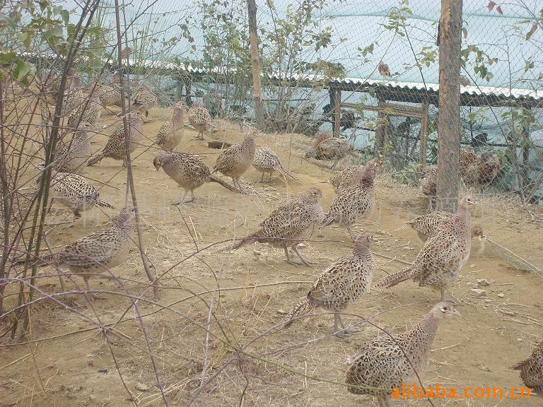 【重庆市云阳县峰源野生动物生态养殖园批发供