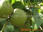供应野生核桃油(厂家直供)