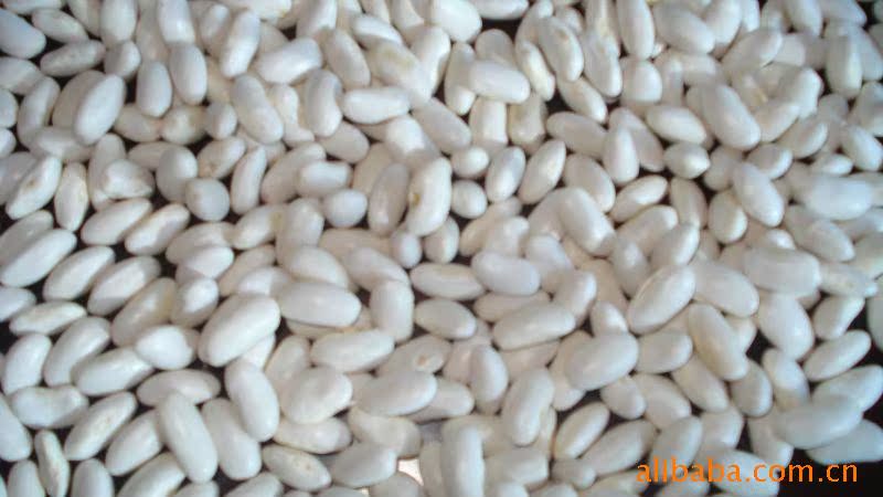 质中白芸豆 各类豆子 养身豆 杂粮 农副产品图片