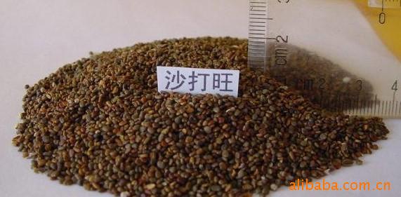 供应沙打旺牧草类种子 草籽