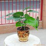 干花仿真花批发,小树盆栽,12头熊掌叶