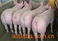 ������7�������۸񣬽�����Ԫ�������¼۸�С����Ǯ