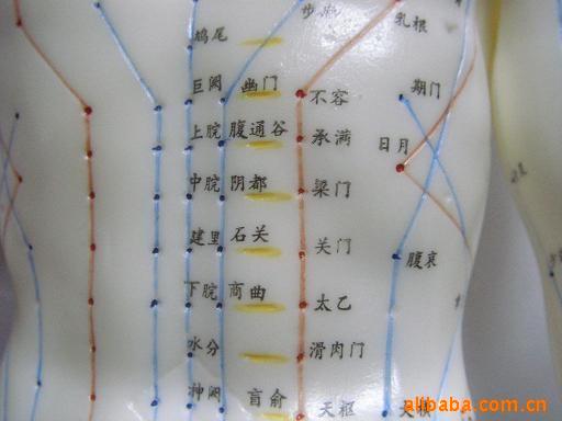 批发供应50cm人体针灸模型(中文)