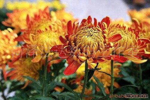 【套盆、嫁接、矮化菊花,品种多、花系全、数