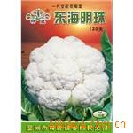 【实力企业证照齐全】花椰菜种子良种东海明珠120天