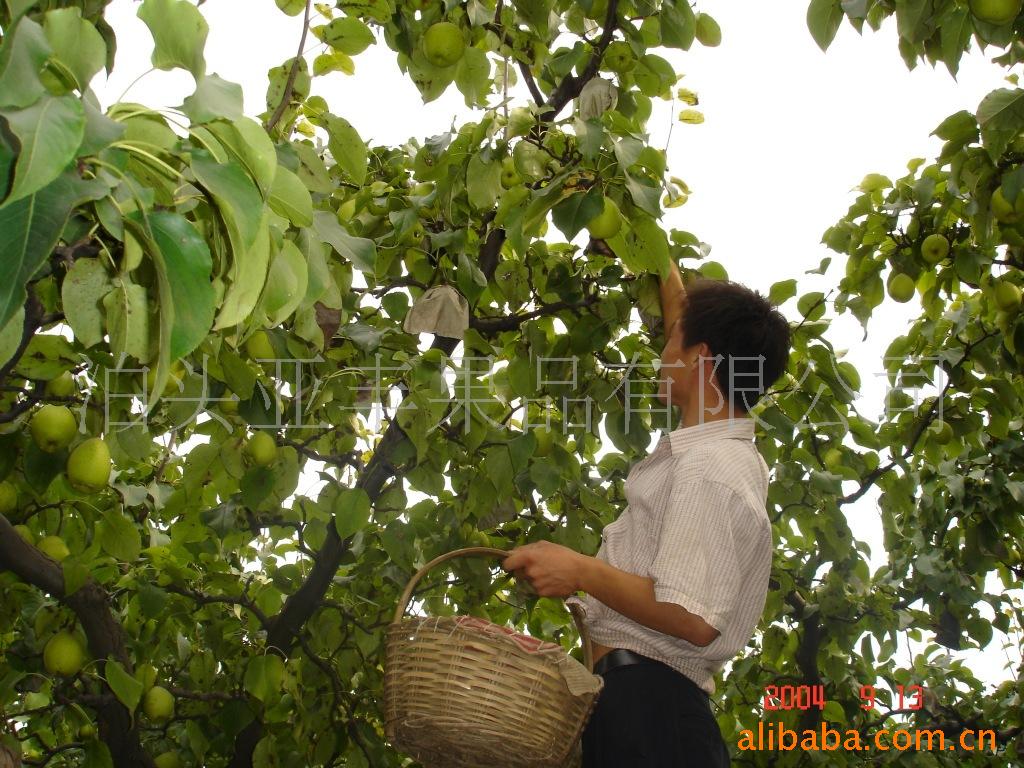 出口美国、加拿大、澳大利亚、墨西哥、新西兰