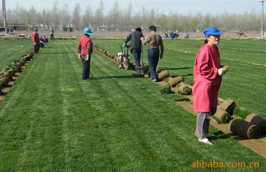 厂家供应 供应果岭草 高羊茅草坪 优质草坪